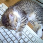 Cat at a keyboard